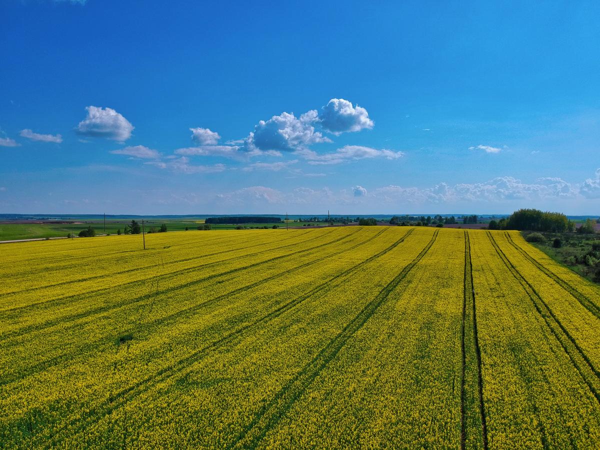 Cyprus for an agricultural holding